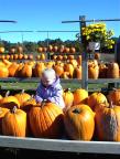 studying the pumpkins